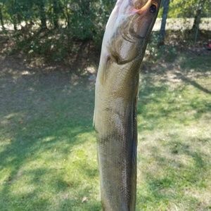 Meet your Posher, Greg